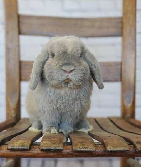 Holland lop rabbit personality