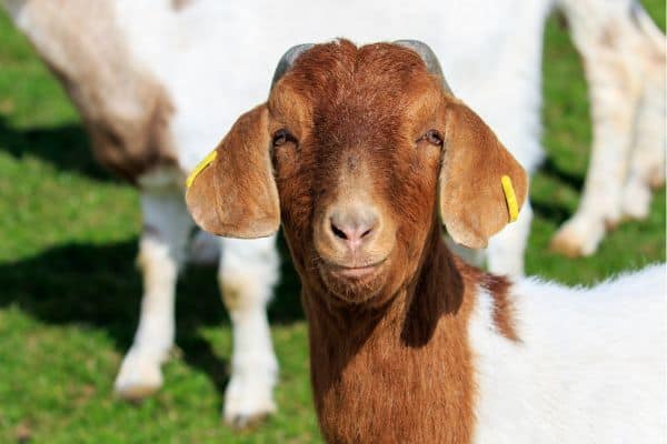 A young Boer goat