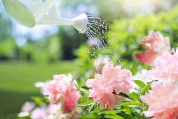 watering flowers