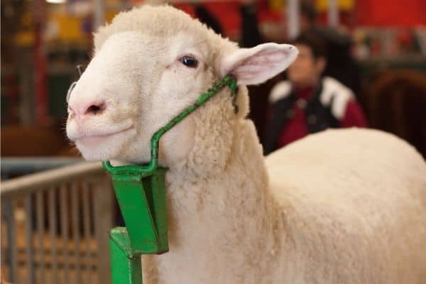 A sheep at the county fair with its head in a stand for shearing.
