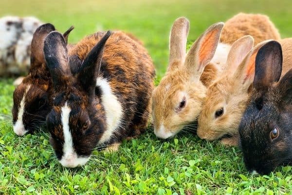 Group of rabbits that are not pur bred