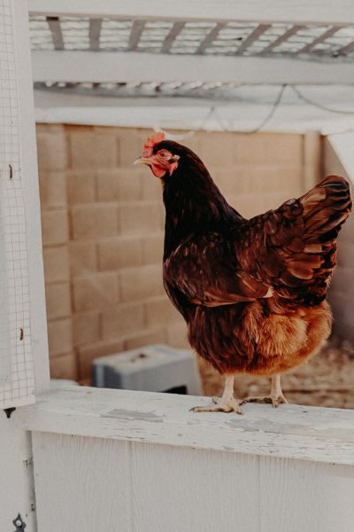 Ultimate guide to starting a hobby farm header image with a chicken standing on a side rail
