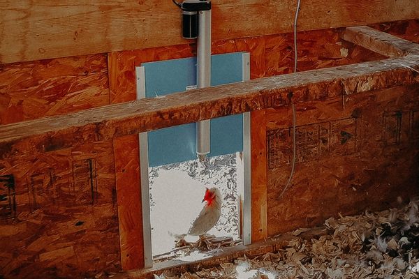 hen standing under and automatic door for the chicken coop