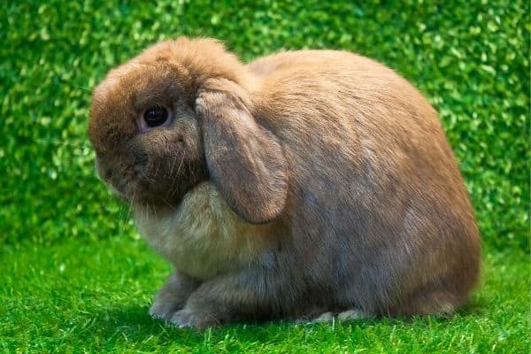 holland lop rabbit