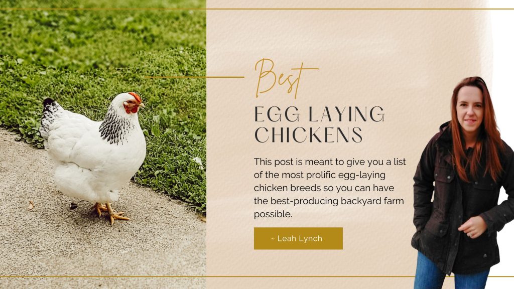 best egg laying chickens intro image
