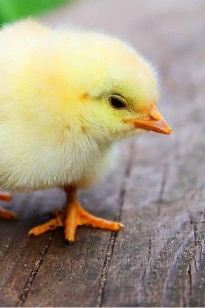 Where To Buy Chicks: A Hatchery Vs A Farm Supply Store