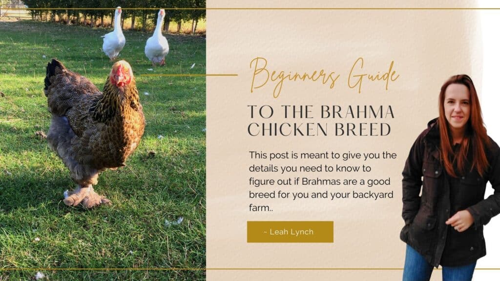 brahma chicken breed intro image