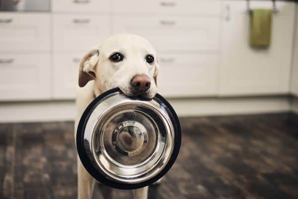 dog holding a food bowl