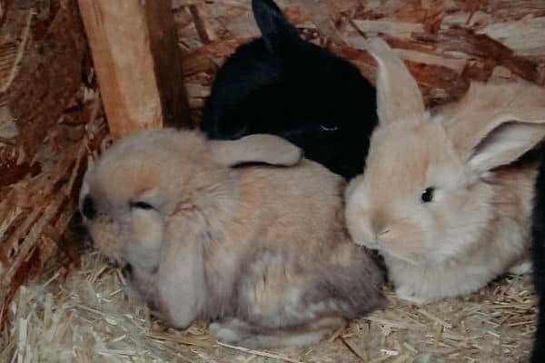 4 week old french lop rabbits