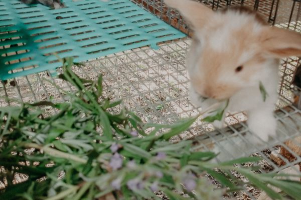 Young rabbit eating lavender