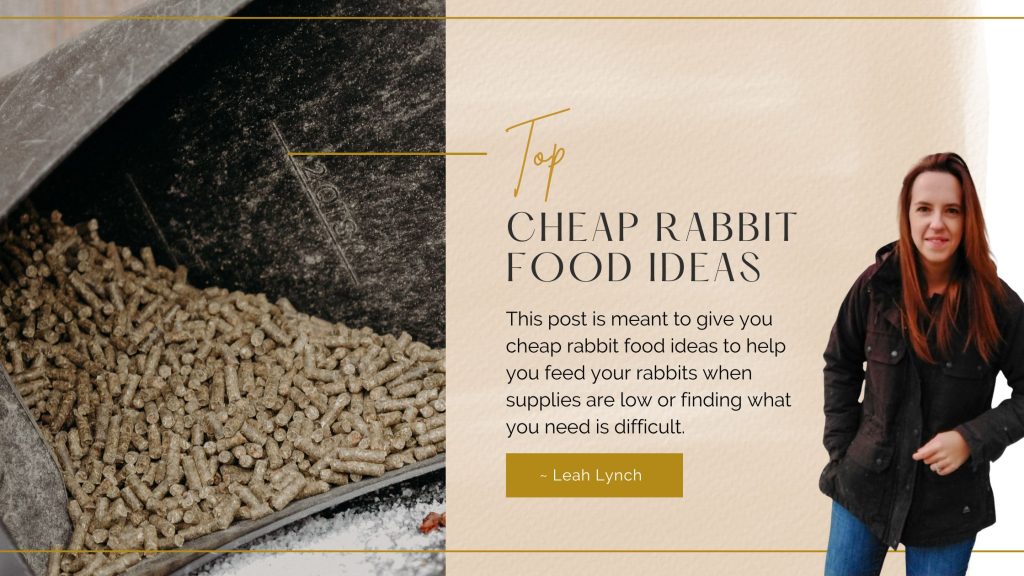 cheap rabbit food ideas intro image