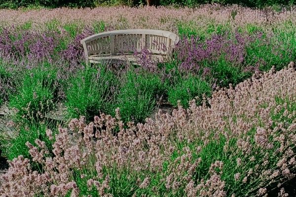 country garden with lavender and a bench