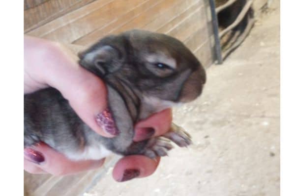 A baby rabbit that is just opening its eyes