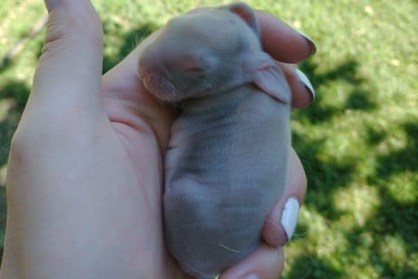 baby rabbit that is a few days old
