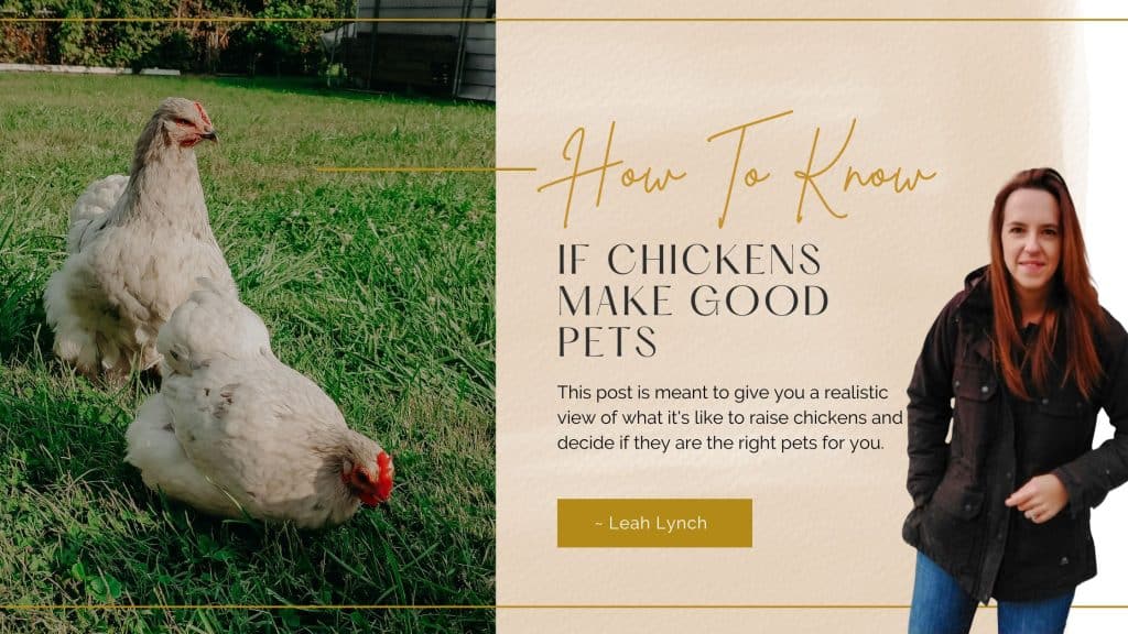 are chickens good pets header image