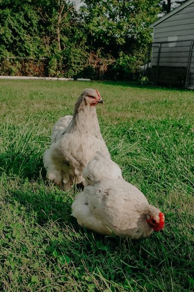 Are Chickens Good Pets: 6+ Tips To Decide If They Are Right For You