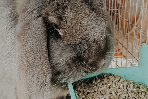 Rabbit eating pellets