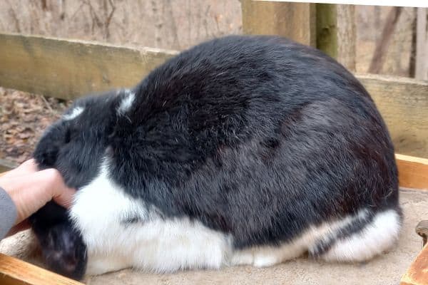 hand covering the eyes of a rabbit.