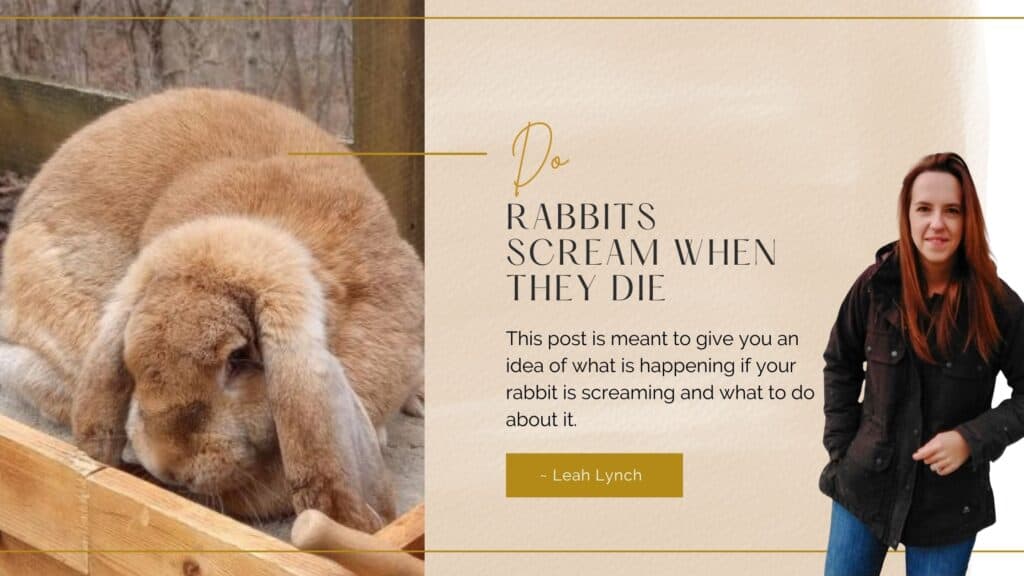 do rabbits scream when they die intro image