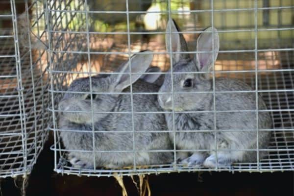 waste falling through the cage floor being one of the factors affecting rabbit production
