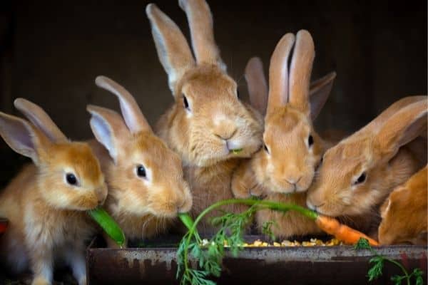 a litter of flemish giant rabbits