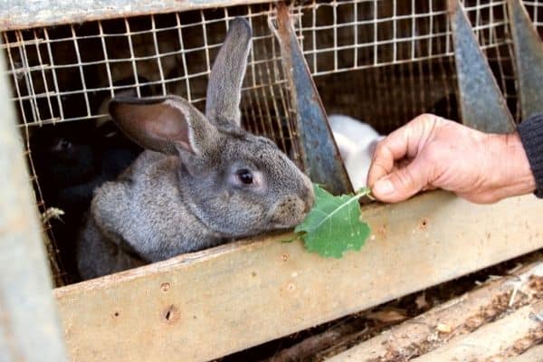rabbit eating a leaf