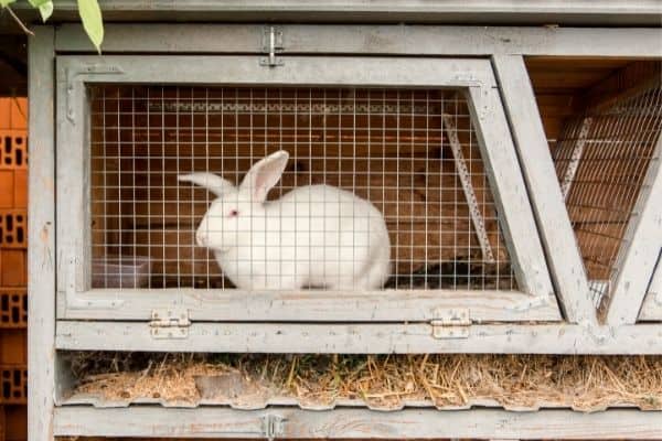 single male rabbit in his own cage