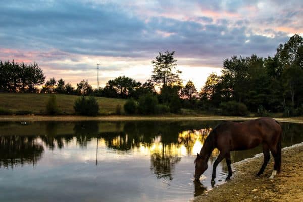 horse standing by a pond