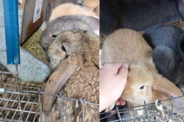 french lop babies