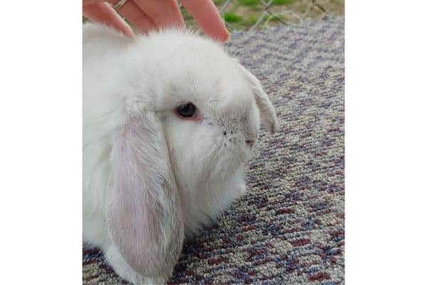french lop baby