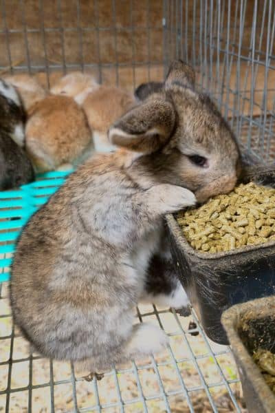 Adorable French Lop Babies From 0-8 Weeks Old