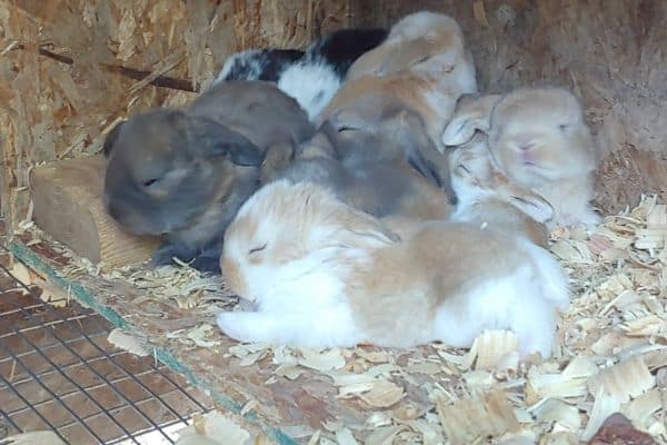 french lop babies