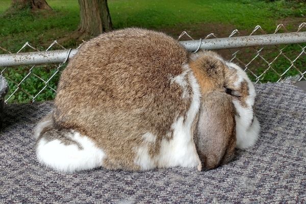 nice wide french lop doe