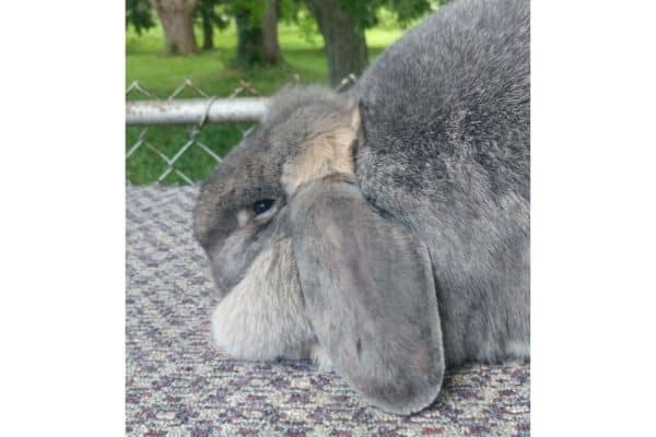 side view of a french lop doe