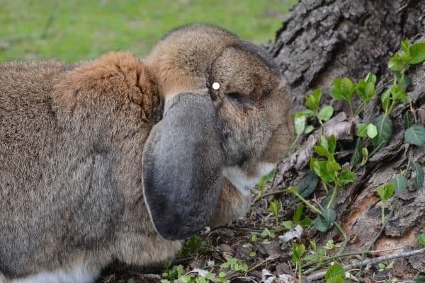 french lop buck