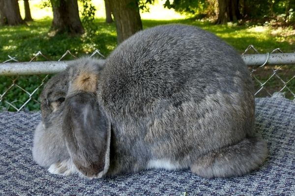 opal french lop rabbit | leah-lynch.com