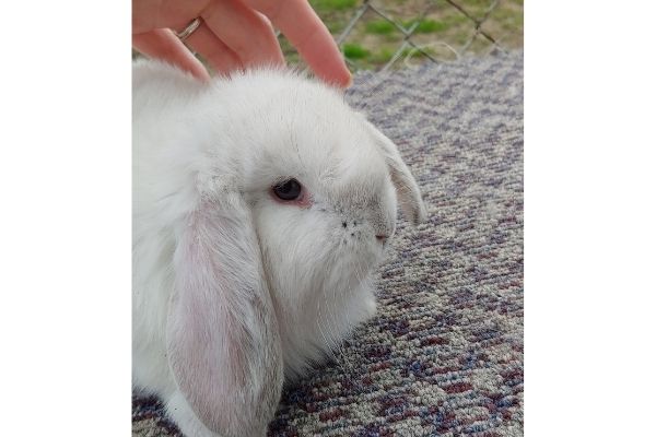 blue frosted pearl french lop rabbit | leah-lynch.com