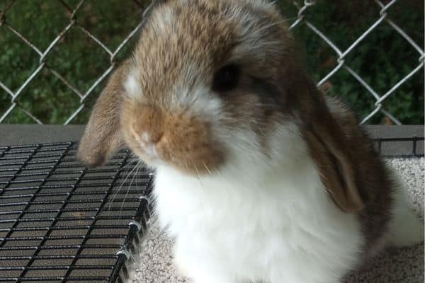 french lop baby rabbit