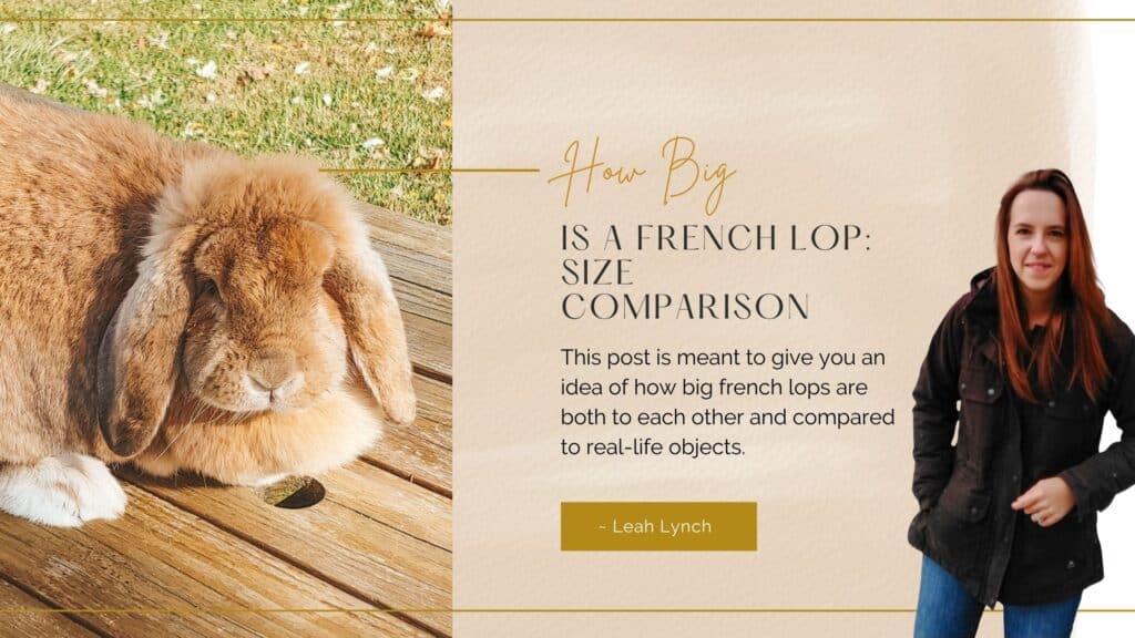 French lop size comparison intro image