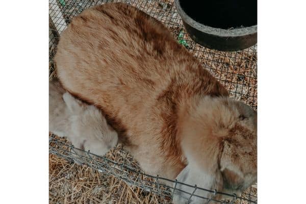 french lop doe next to her baby