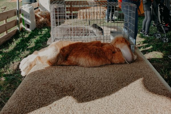 fawn french lop doe laying on a table