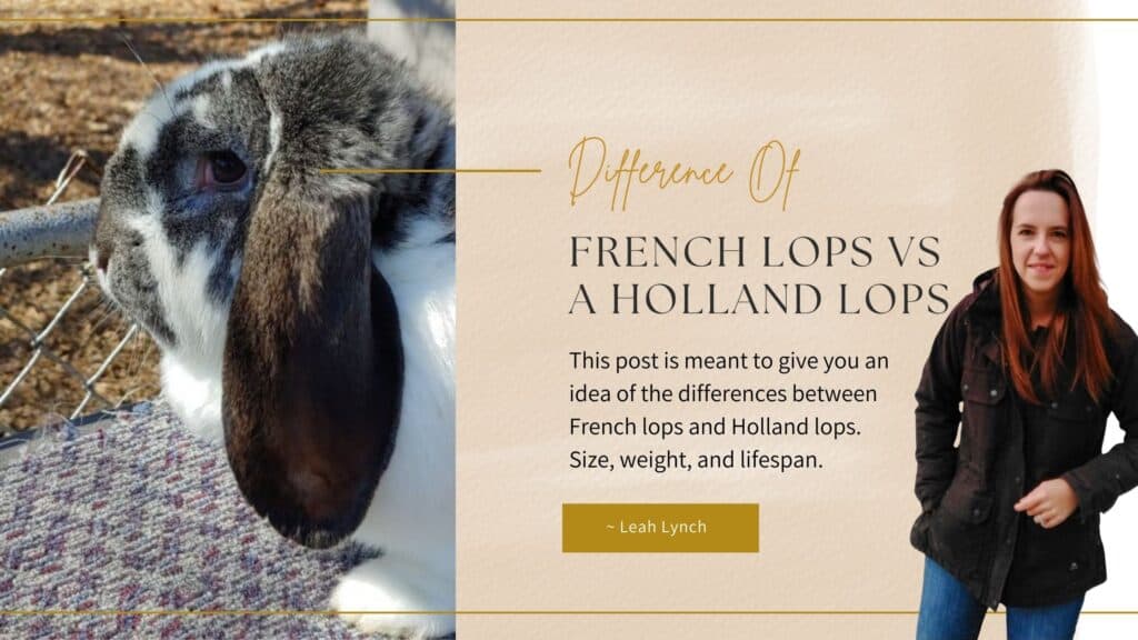 french lop vs holland lop intro image