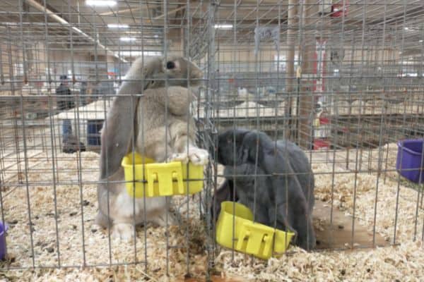 Two English lop rabbits in two separate cages at a show.