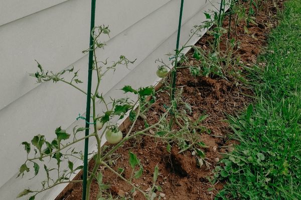 small growing tomato plants