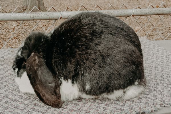 french lop rabbit sitting posed