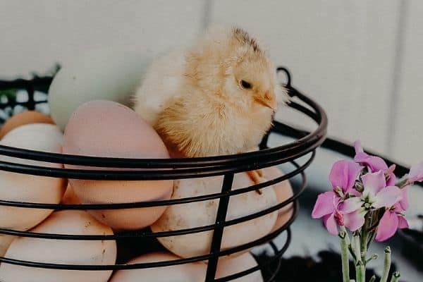 Chick sitting on a basket of eggs