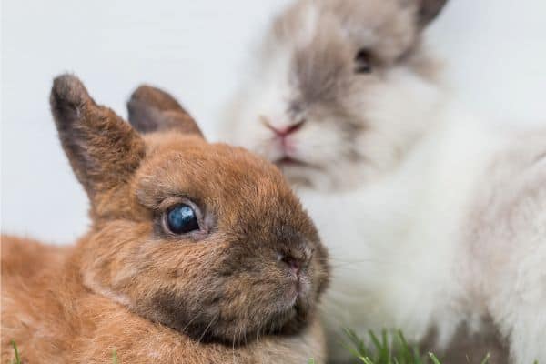 two netherland dwarf rabbits