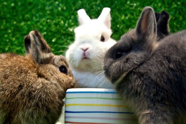 3 netherland dwarf rabbits