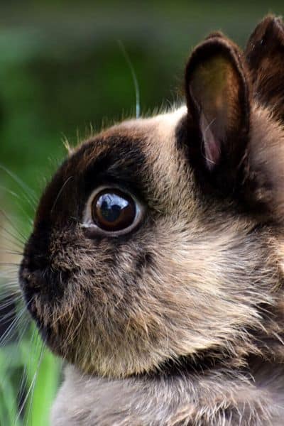 How Big Do Dwarf Rabbits Get And Which Breeds Are True Dwarf Breeds