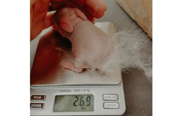 48hrs old rabbit baby sitting on a small scale